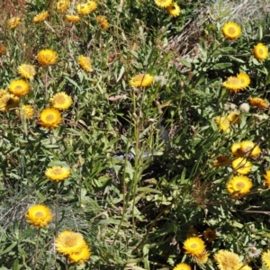 Austrelaps ramsayi at Namadgi National Park - 25 Mar 2024