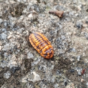 Monophlebulus sp. (genus) at Mount Buffalo National Park - 7 Apr 2024 11:52 AM