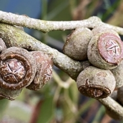 Eucalyptus serraensis subsp. verrucata (Mount Abrupt stringybark) at suppressed - 7 Apr 2024 by Wandiyali