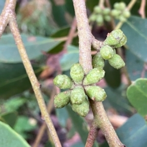 Eucalyptus serraensis subsp. verrucata at QPRC LGA - 8 Apr 2024