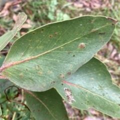 Eucalyptus serraensis subsp. verrucata at QPRC LGA - suppressed