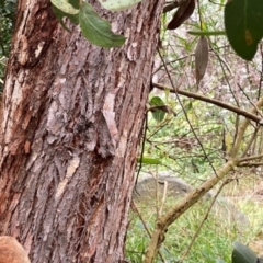 Eucalyptus serraensis subsp. verrucata at QPRC LGA - 8 Apr 2024