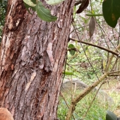 Eucalyptus serraensis subsp. verrucata at suppressed - 8 Apr 2024