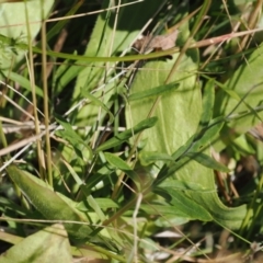 Leptorhynchos squamatus subsp. alpinus at Namadgi National Park - 25 Mar 2024