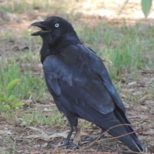 Corvus coronoides at Pollinator-friendly garden Conder - 13 Nov 2023 04:50 PM