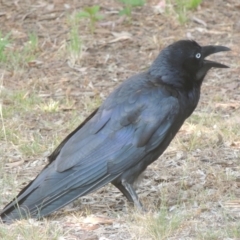 Corvus coronoides at Pollinator-friendly garden Conder - 13 Nov 2023 04:50 PM