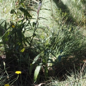 Senecio gunnii at Namadgi National Park - 25 Mar 2024 01:48 PM