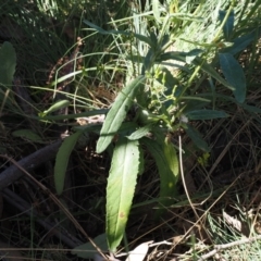 Senecio gunnii at Namadgi National Park - 25 Mar 2024 01:48 PM