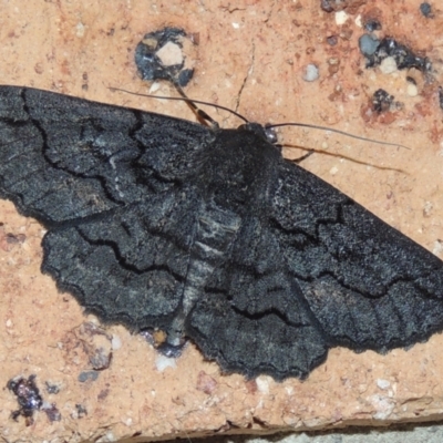 Melanodes anthracitaria (Black Geometrid) at Conder, ACT - 18 Nov 2023 by michaelb