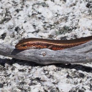 Pseudemoia entrecasteauxii at Namadgi National Park - 25 Mar 2024 02:15 PM