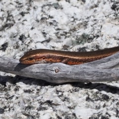 Pseudemoia entrecasteauxii (Woodland Tussock-skink) at Cotter River, ACT - 25 Mar 2024 by RAllen