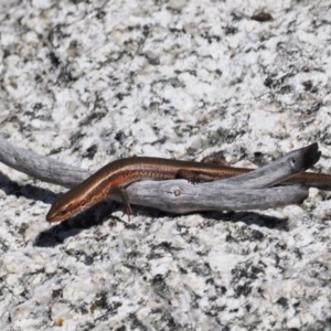 Pseudemoia entrecasteauxii at Namadgi National Park - 25 Mar 2024 02:15 PM