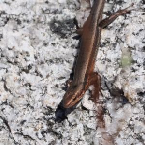 Pseudemoia entrecasteauxii at Namadgi National Park - 25 Mar 2024 02:15 PM