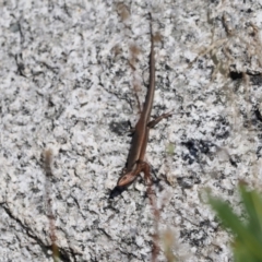 Pseudemoia entrecasteauxii at Namadgi National Park - 25 Mar 2024 02:15 PM