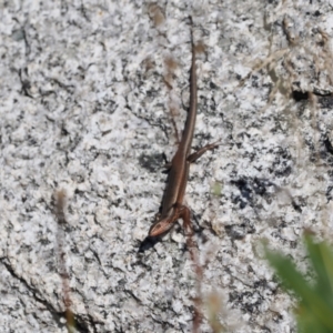 Pseudemoia entrecasteauxii at Namadgi National Park - 25 Mar 2024 02:15 PM