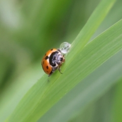 Hippodamia variegata (Spotted Amber Ladybird) at Lyons, ACT - 8 Apr 2024 by ran452