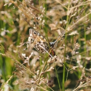 Oreixenica latialis at Namadgi National Park - suppressed