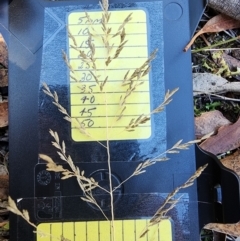 Eragrostis curvula (African Lovegrass) at Fisher, ACT - 8 Apr 2024 by Steve818