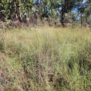 Eragrostis curvula at Mount Taylor - 8 Apr 2024