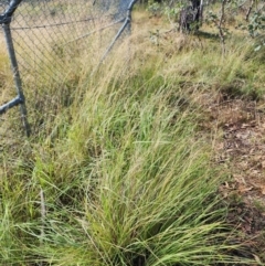 Eragrostis curvula at Mount Taylor - 8 Apr 2024