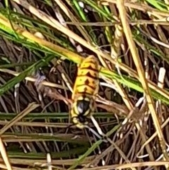 Vespula germanica (European wasp) at Ainslie volcanic grassland - 3 Apr 2024 by JenniM