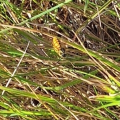 Vespula germanica at Ainslie Volcanics Grassland (AGQ) - 3 Apr 2024