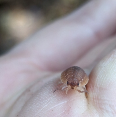 Porcellio scaber (Common slater) at Florey, ACT - 8 Apr 2024 by rbannister