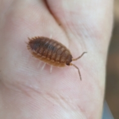 Porcellio scaber at Florey, ACT - suppressed