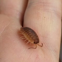 Porcellio scaber at Florey, ACT - suppressed