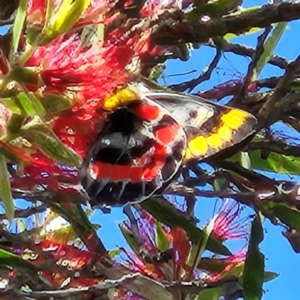 Delias harpalyce at Wanniassa, ACT - 8 Apr 2024 11:20 AM