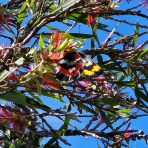 Delias harpalyce at Wanniassa, ACT - 8 Apr 2024 11:20 AM