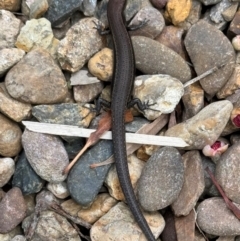 Lampropholis delicata (Delicate Skink) at Hackett, ACT - 8 Apr 2024 by Louisab