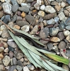 Lampropholis delicata at Hackett, ACT - 8 Apr 2024 01:56 PM