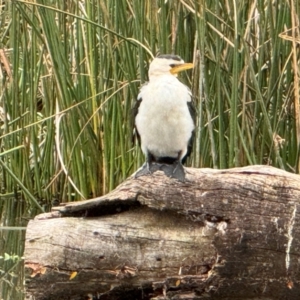 Microcarbo melanoleucos at Watson Green Space - 8 Apr 2024 07:51 AM