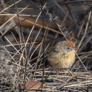 Stipiturus mallee at Hattah - Kulkyne National Park - suppressed