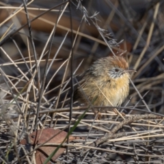 Stipiturus mallee at Hattah - Kulkyne National Park - suppressed