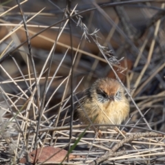 Stipiturus mallee at Hattah - Kulkyne National Park - suppressed