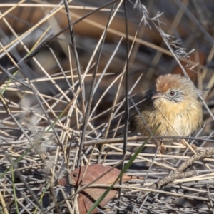 Stipiturus mallee at Hattah - Kulkyne National Park - suppressed