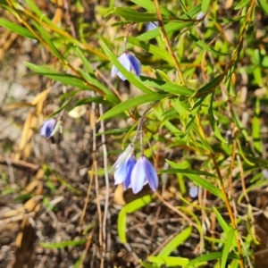Billardiera heterophylla at Farrer Ridge - 8 Apr 2024
