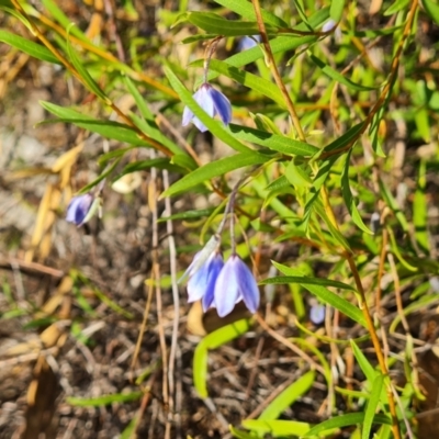 Billardiera heterophylla (Western Australian Bluebell Creeper) at Farrer Ridge - 8 Apr 2024 by Mike