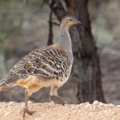 Leipoa ocellata (Malleefowl) at Hattah - Kulkyne National Park - 8 Apr 2024 by rawshorty