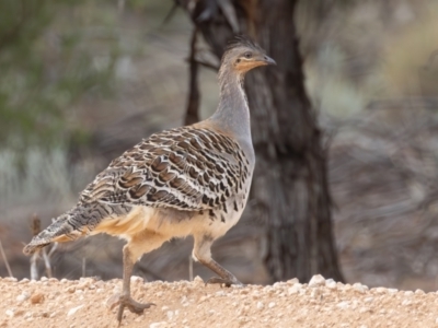 Leipoa ocellata (Malleefowl) at Hattah - Kulkyne National Park - 8 Apr 2024 by rawshorty