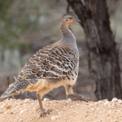 Leipoa ocellata at Hattah - Kulkyne National Park - 8 Apr 2024