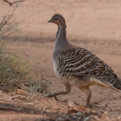 Leipoa ocellata at Hattah - Kulkyne National Park - 8 Apr 2024