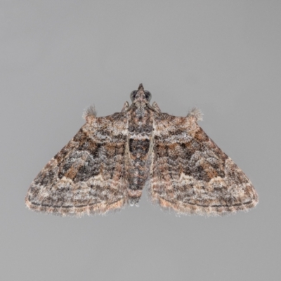 Phrissogonus laticostata (Apple looper moth) at QPRC LGA - 5 Apr 2024 by MarkT