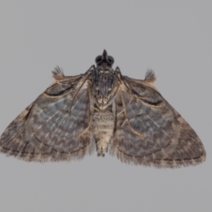 Phrissogonus laticostata at suppressed - 5 Apr 2024