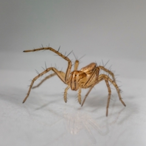 Oxyopes sp. (genus) at QPRC LGA - suppressed