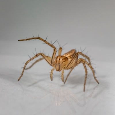 Oxyopes sp. (genus) (Lynx spider) at Jerrabomberra, NSW - 6 Apr 2024 by MarkT