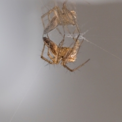 Oxyopes sp. (genus) at QPRC LGA - suppressed