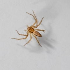 Oxyopes sp. (genus) at QPRC LGA - suppressed